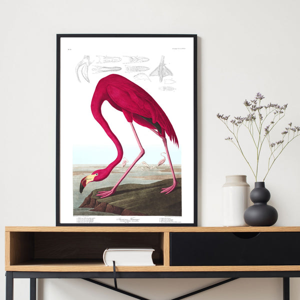 Vintage birds | Flamingo | Illustrations | Totalposter