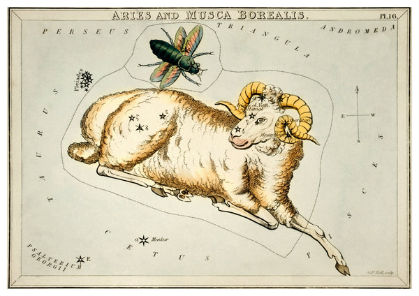 Vintage Aries Zodiac Illustration | Home Decor | Totalposter