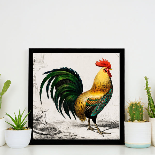 Vintage Chicken Prints - Vintage illustrations of Rooster Cock  | Home Decor | Totalposter