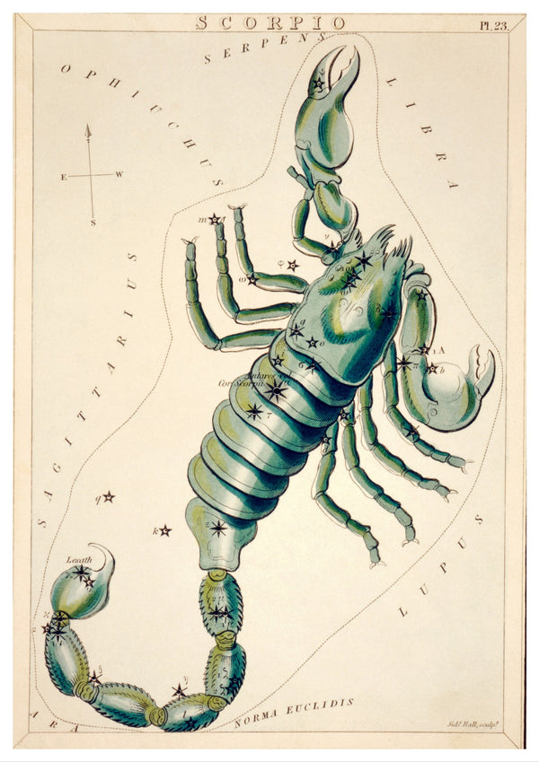 Vintage Scorpio Zodiac Illustration | Home Decor | Totalposter