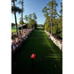 Tiger Woods | Golf Poster | TotalPoster