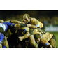 Lawrence Dallaglio poster | Heineken Cup Rugby | TotalPoster