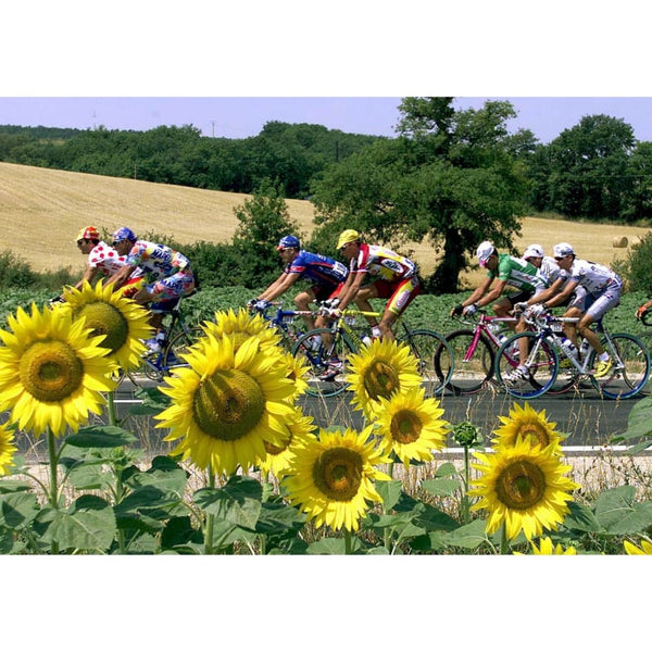 Peloton &amp; Sunflowers poster | Tour de France Cycling | Totalposter