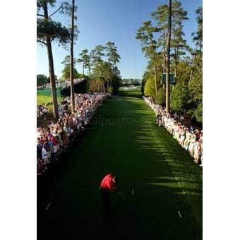 Bosques de tigre | Cartel de golf | TotalPoster