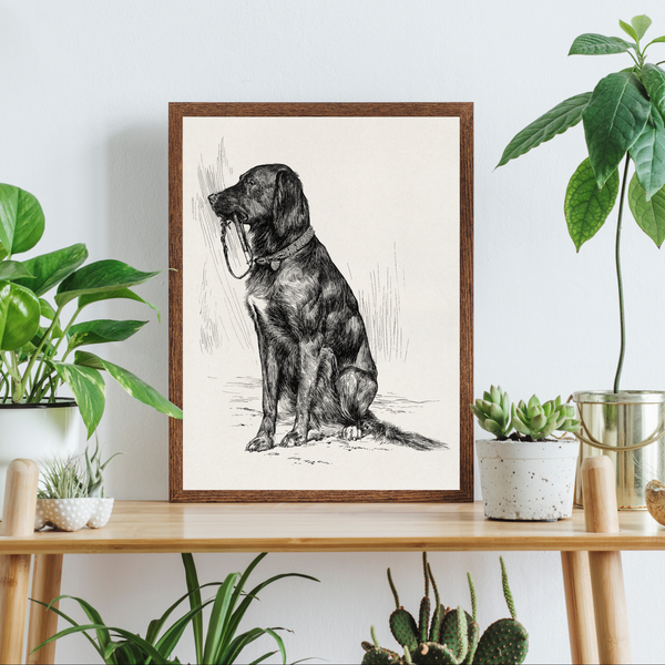 Vintage Illustration of a black Retriever dog | Home Decor | Totalposter