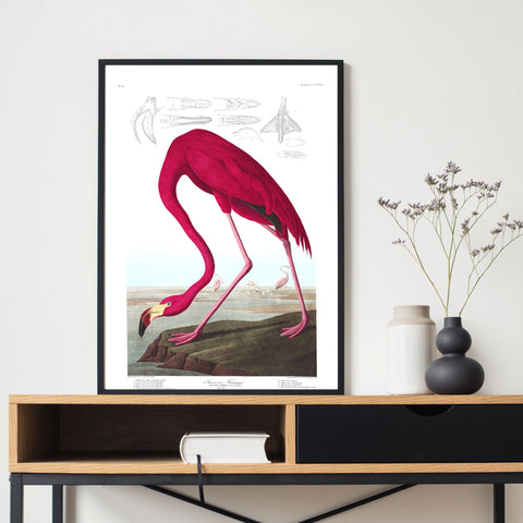 Aves de época | Flamenco | Ilustraciones | cartel total
