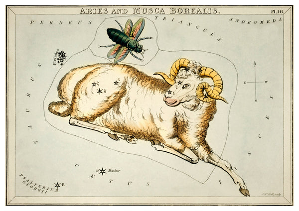 Vintage Aries Zodiac Illustration  | Home Decor | Totalposter