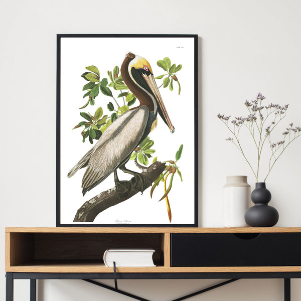 Vintage birds | Brown Pelican | Illustrations | Totalposter