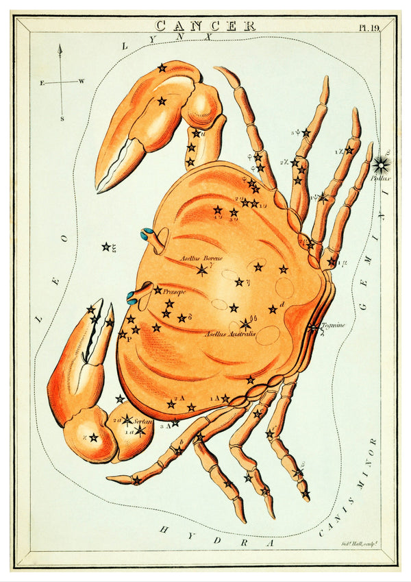 Vintage Cancer Zodiac Illustration  | Home Decor | Totalposter