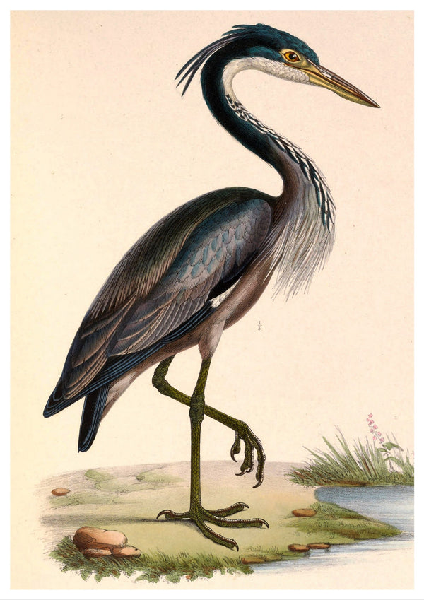 Vintage birds | Heron | Illustrations | Totalposter
