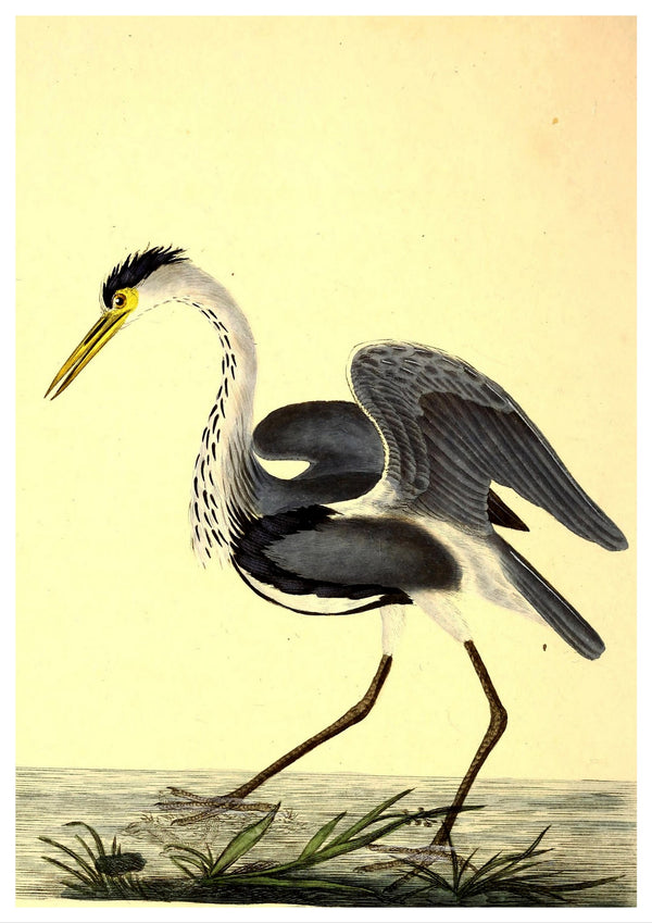 Vintage birds | Heron | Illustrations | Totalposter
