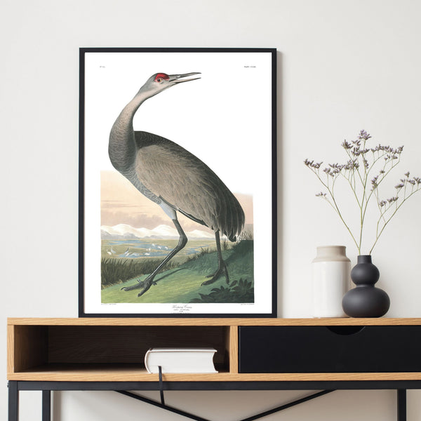 Vintage birds | Hooping Crane | Illustrations | Totalposter