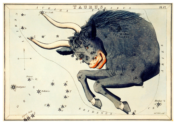 Vintage Taurus Zodiac Illustration  | Home Decor | Totalposter