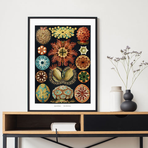 Ilustración de coral vintage | Decoración del hogar | cartel total