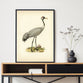 Vintage birds | Crane | Illustrations | Totalposter