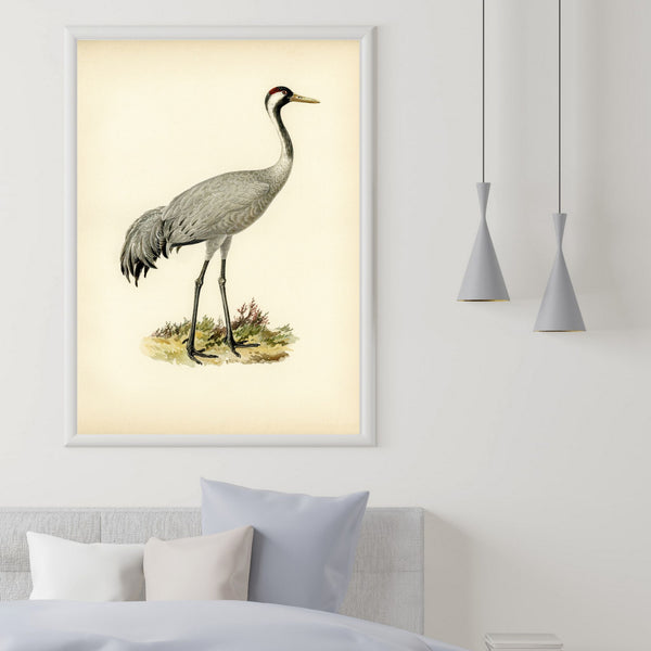 Vintage birds | Crane | Illustrations | Totalposter