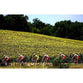 Tour de France | Tour de France Posters